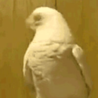 Video gif. A white bird shakes its head rapidly back and forth.