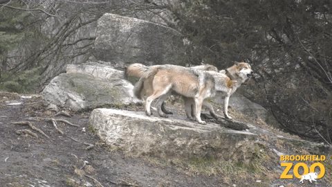 Wolves Howling GIF by Brookfield Zoo