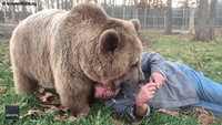 'You're Hiding Them Somewhere' - Bear Inspects Wildlife Center Worker for More Treats