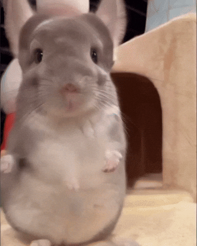 Dance Sue GIF