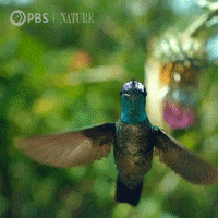 Flying Close Up GIF by Nature on PBS