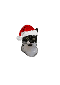 Merry Christmas Cat Sticker by Pet Print Ro