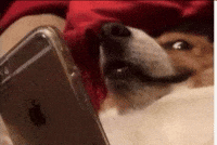 Byomid GIF