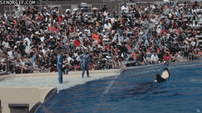 angry killer whales GIF by Cheezburger