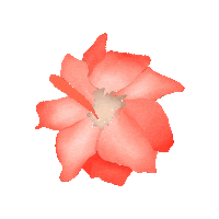 Flower Plant Sticker