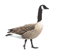 goose STICKER