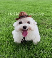 Dog Stupid GIF