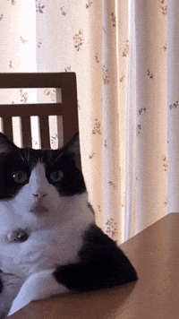 Blah Blah GIF