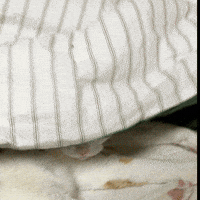 chatty__jenny cat morning sleep yawn GIF