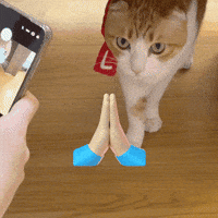 chatty__jenny cat star thanks meow GIF