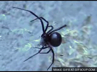 Black Widow Spider GIF