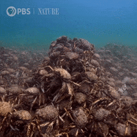Pbs Nature Ocean GIF by Nature on PBS