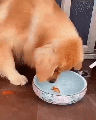 cuteanimalland giphyupload GIF