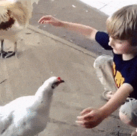 chicken chuck GIF