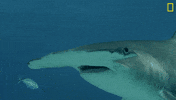 Nat Geo Swimming GIF by National Geographic Channel