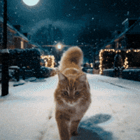 Cat Fun GIF by KPN