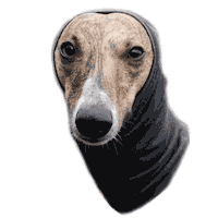 Thug Whippet Sticker