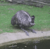 GIF by Planckendael