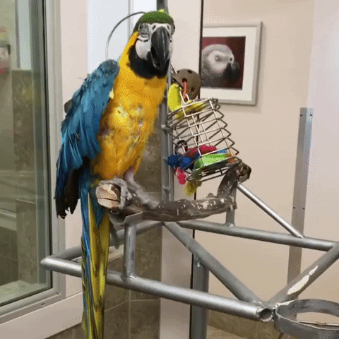 parrot hello GIF by Best Friends Animal Society