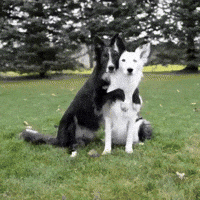 dogs hug GIF