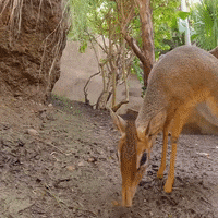 Fun Smell GIF by San Diego Zoo Wildlife Alliance