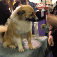 dog show dogs GIF by Westminster Kennel Club