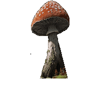 Amanita Muscaria Bounce Sticker