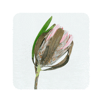 Christmas Pink Sticker by Roosik & Co
