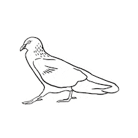 Pigeon Sticker by Trent Arthur Newspaper