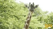 Giraffe Wow GIF by Brookfield Zoo