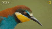 National Geographic Birds GIF by Nat Geo Wild