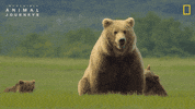 National Geographic River GIF by Nat Geo Wild