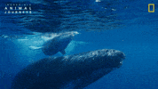 National Geographic Ocean GIF by Nat Geo Wild