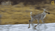 National Geographic GIF by Nat Geo Wild