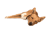 Nacho Podenco Sticker by iDeesonline.nl