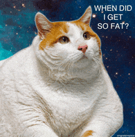 cat omg GIF