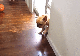 french bulldog GIF