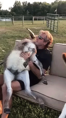'You Are My Sunshine': Ohio Man Sings Classic Ditty to Donkey in His Arms