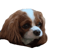 Dog Cheese Sticker by Megababe
