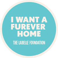 Adoption Adopt Sticker by Pollen