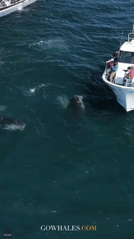 Boaters Treated to 'Kiss' From Friendly Humpback Whale Off California Coast