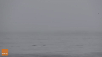 Whale Breach Beckons Wonderment From Watchers