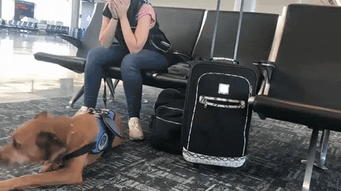 cuteanimalland giphyupload GIF