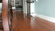 pig running GIF
