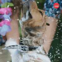 Dogs Puppy GIF by BuzzFeed