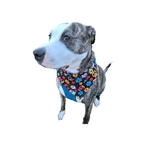Pit Mix Coco Dog Sticker by Geekster Pets