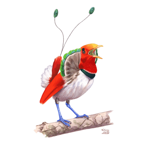 Bird Cenderawasih Sticker by econusa