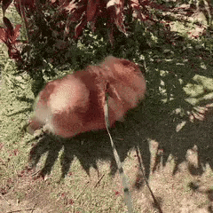 Happy Pomeranian GIF
