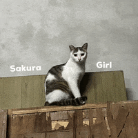 xianglinwu girl sakura GIF