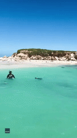 Snorkeler Enjoys Sea Lions' Company During Western Australia Trip